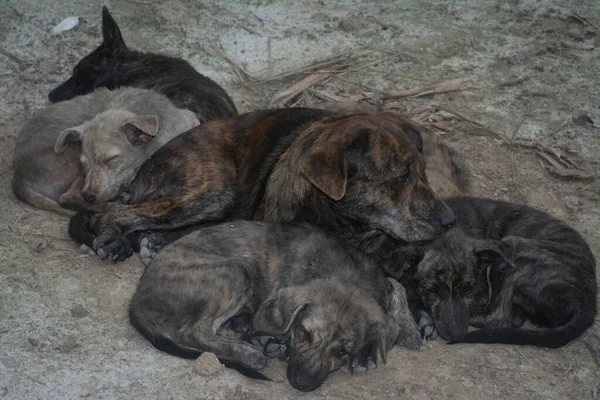 Stray Female Dog Her Puppies Living Farm —  Fotos de Stock