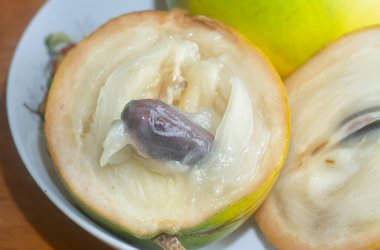 olgun sarı Pouteria caimito meyvesi.