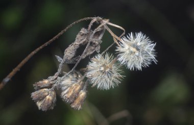 Ageratum conyzoides çiçeğinin yakın çekimi. 
