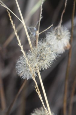 Ageratum conyzoides çiçeğinin yakın çekimi. 