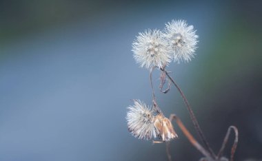 Ageratum conyzoides çiçeğinin yakın çekimi. 