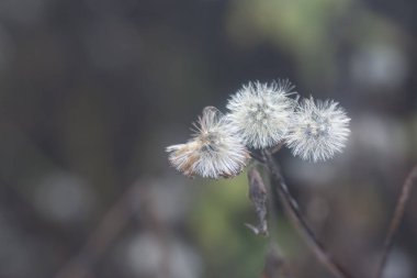 Ageratum conyzoides çiçeğinin yakın çekimi. 