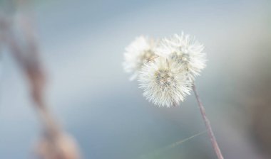 Ageratum conyzoides çiçeğinin yakın çekimi. 