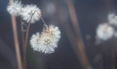 Ageratum conyzoides çiçeğinin yakın çekimi. 