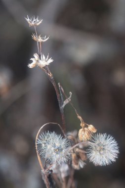Ageratum conyzoides çiçeğinin yakın çekimi. 
