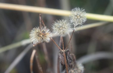 Ageratum conyzoides çiçeğinin yakın çekimi. 
