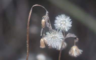 Ageratum conyzoides çiçeğinin yakın çekimi. 