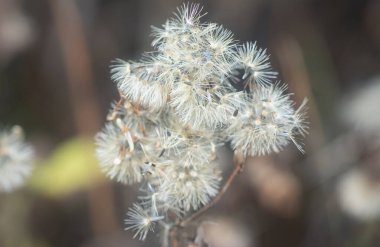 Ageratum conyzoides çiçeğinin yakın çekimi. 