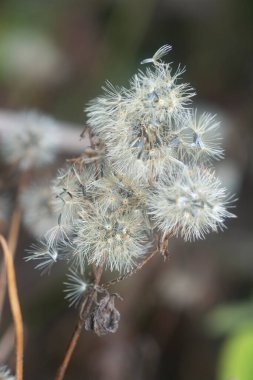 Ageratum conyzoides çiçeğinin yakın çekimi. 