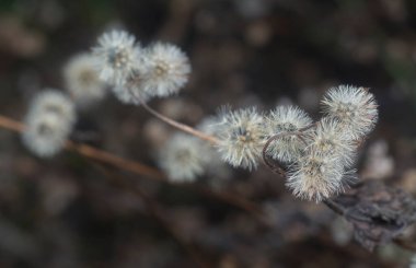 Ageratum conyzoides çiçeğinin yakın çekimi. 