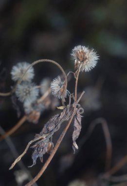 Ageratum conyzoides çiçeğinin yakın çekimi. 