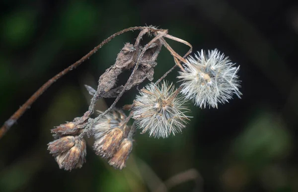Close Shot Withering Ageratum Conyzoides Flower — Fotografia de Stock