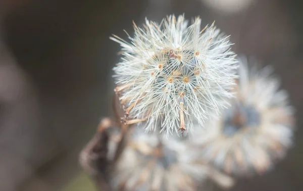 Στενή Λήψη Του Μαραμένου Άνθους Ageratum Conyzoides — Φωτογραφία Αρχείου