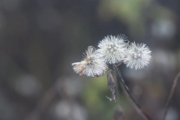 Close Shot Withering Ageratum Conyzoides Flower — Foto Stock