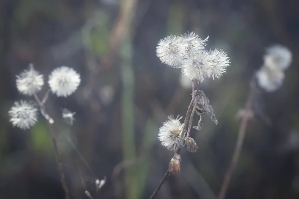 Close Shot Withering Ageratum Conyzoides Flower — Stock Photo, Image