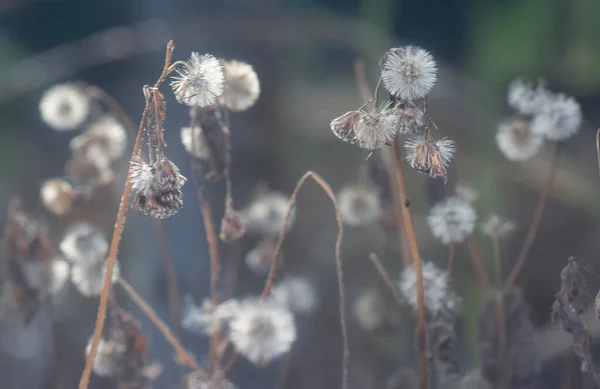 Närbild Den Vissnande Ageratum Conyzoides Blomma — Stockfoto