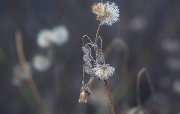 Close Shot Withering Ageratum Conyzoides Flower —  Fotos de Stock