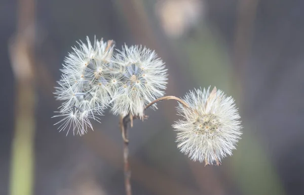 Tiro Cerca Flor Ageratum Conyzoides Marchita — Foto de Stock