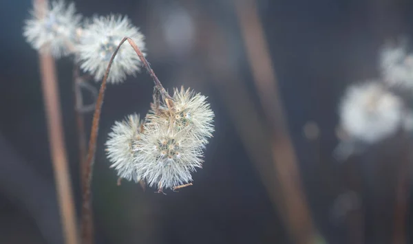 Tiro Cerca Flor Ageratum Conyzoides Marchita — Foto de Stock