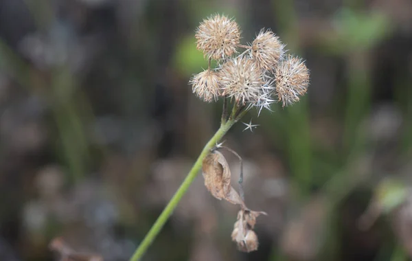 Στενή Λήψη Του Μαραμένου Άνθους Ageratum Conyzoides — Φωτογραφία Αρχείου