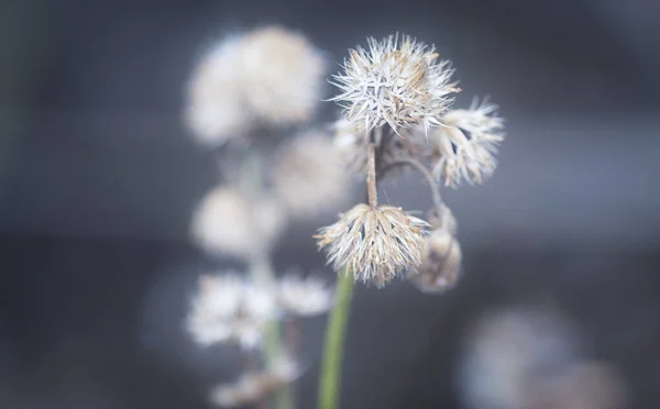 Närbild Den Vissnande Ageratum Conyzoides Blomma — Stockfoto
