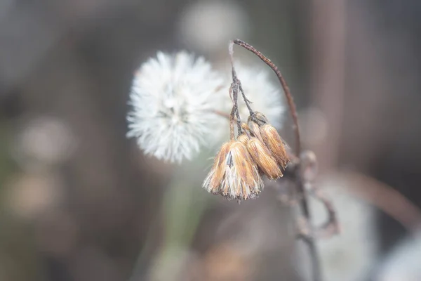 Στενή Λήψη Του Μαραμένου Άνθους Ageratum Conyzoides — Φωτογραφία Αρχείου