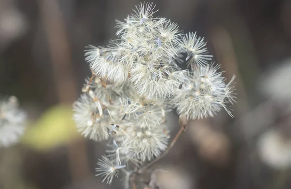 Close Shot Withering Ageratum Conyzoides Flower —  Fotos de Stock