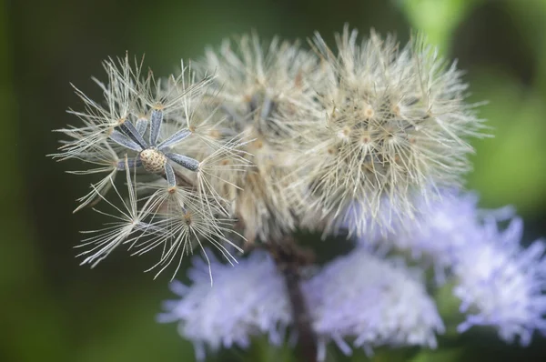 Close Shot Withering Ageratum Conyzoides Flower — Stockfoto