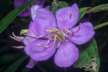 Mor melastoma malabathricum çiçeğinin yakın çekimi.