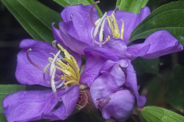 Mor melastoma malabathricum çiçeğinin yakın çekimi.
