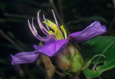 Mor melastoma malabathricum çiçeğinin yakın çekimi.