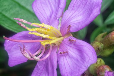 Mor melastoma malabathricum çiçeğinin yakın çekimi.