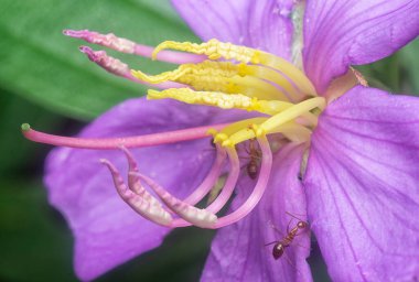 Mor melastoma malabathricum çiçeğinin yakın çekimi.
