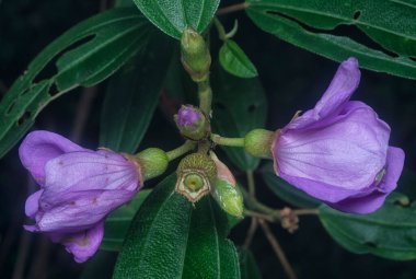 Mor melastoma malabathricum çiçeğinin yakın çekimi.