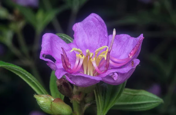 Close Shot Wild Purple Melastoma Malabathricum Flower — Foto de Stock