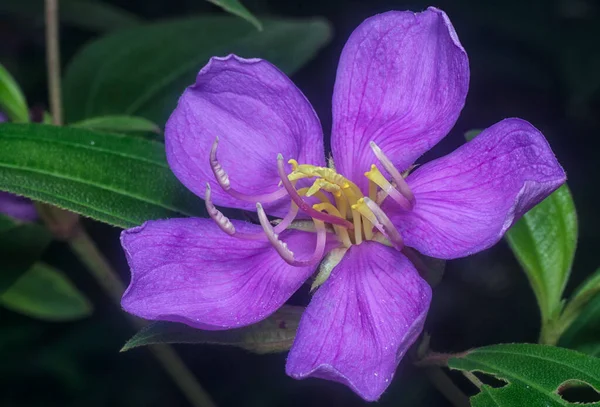 Close Shot Wild Purple Melastoma Malabathricum Flower — Photo