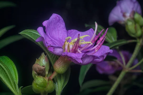 Close Shot Wild Purple Melastoma Malabathricum Flower — Photo