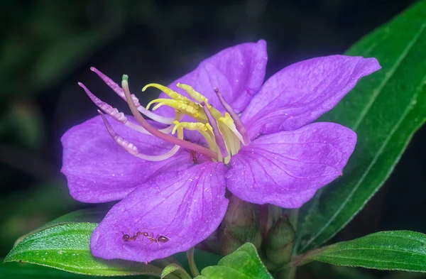 Mor melastoma malabathricum çiçeğinin yakın çekimi.