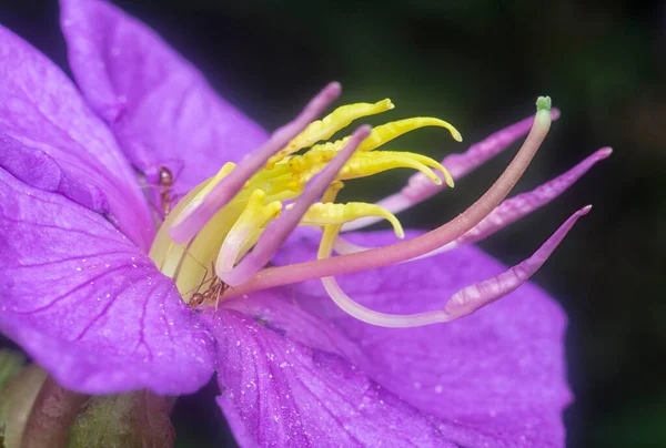 Tiro Cerca Flor Melastoma Malabathricum Púrpura Salvaje — Foto de Stock