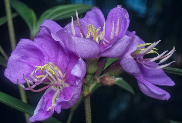 Mor melastoma malabathricum çiçeğinin yakın çekimi.