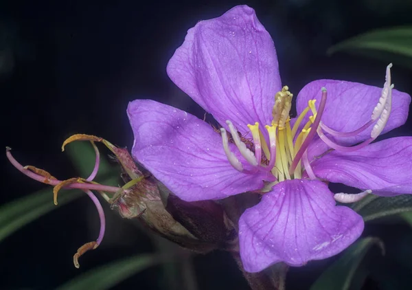 Tiro Cerca Flor Melastoma Malabathricum Púrpura Salvaje —  Fotos de Stock