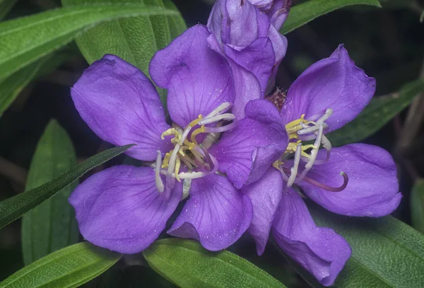 Tiro Cerca Flor Melastoma Malabathricum Púrpura Salvaje — Foto de Stock