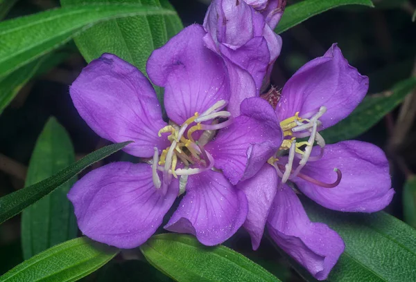 Mor melastoma malabathricum çiçeğinin yakın çekimi.