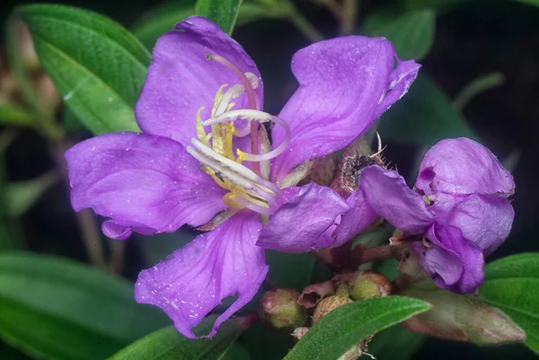 Mor melastoma malabathricum çiçeğinin yakın çekimi.