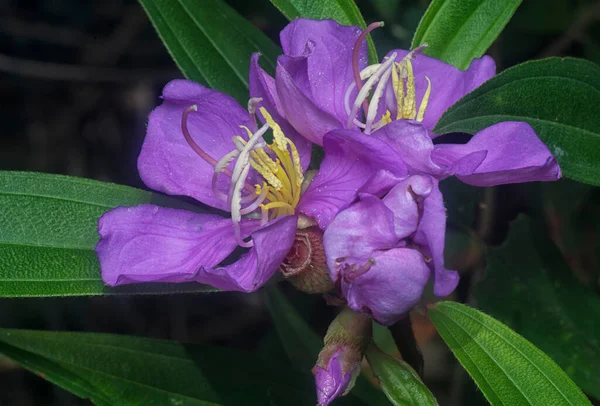 Tiro Cerca Flor Melastoma Malabathricum Púrpura Salvaje — Foto de Stock