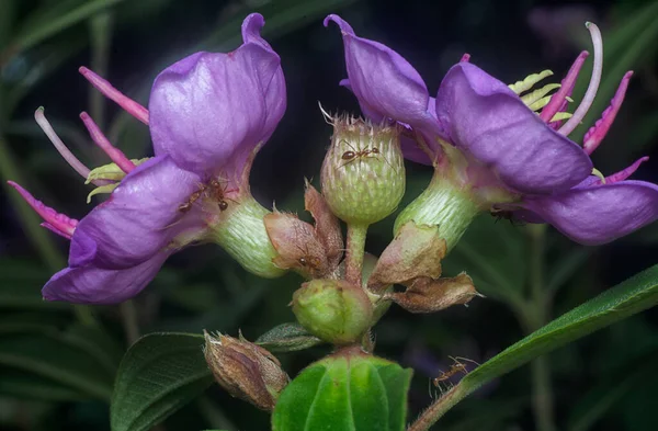 Close Shot Wild Purple Melastoma Malabathricum Flower — Foto de Stock