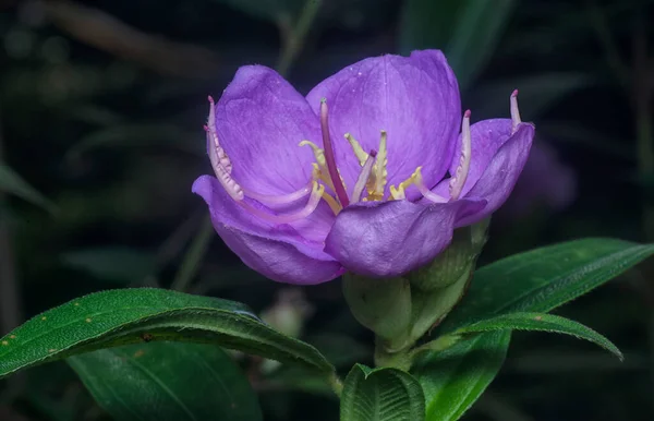 Close Shot Wild Purple Melastoma Malabathricum Flower — Photo