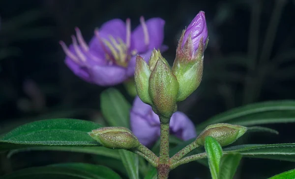 Tiro Cerca Flor Melastoma Malabathricum Púrpura Salvaje — Foto de Stock