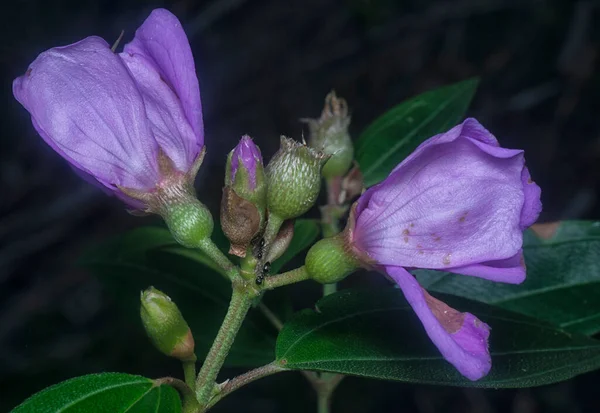 Mor melastoma malabathricum çiçeğinin yakın çekimi.