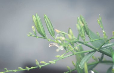 Sabah yılan otu bitkisinin yakın çekimi.
